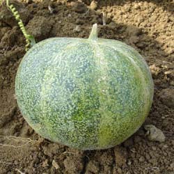 Melon, 'Petit Gris de Rennes'